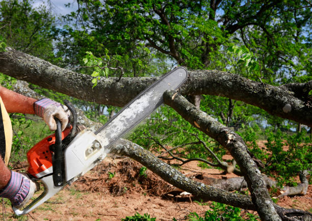  , USA Tree Removal Services Pros